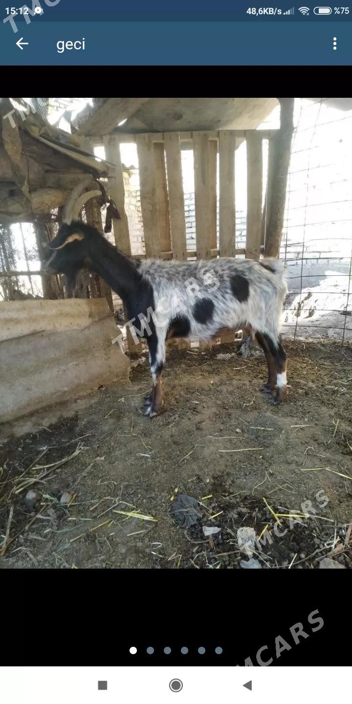 gecıler - Farap - img 3