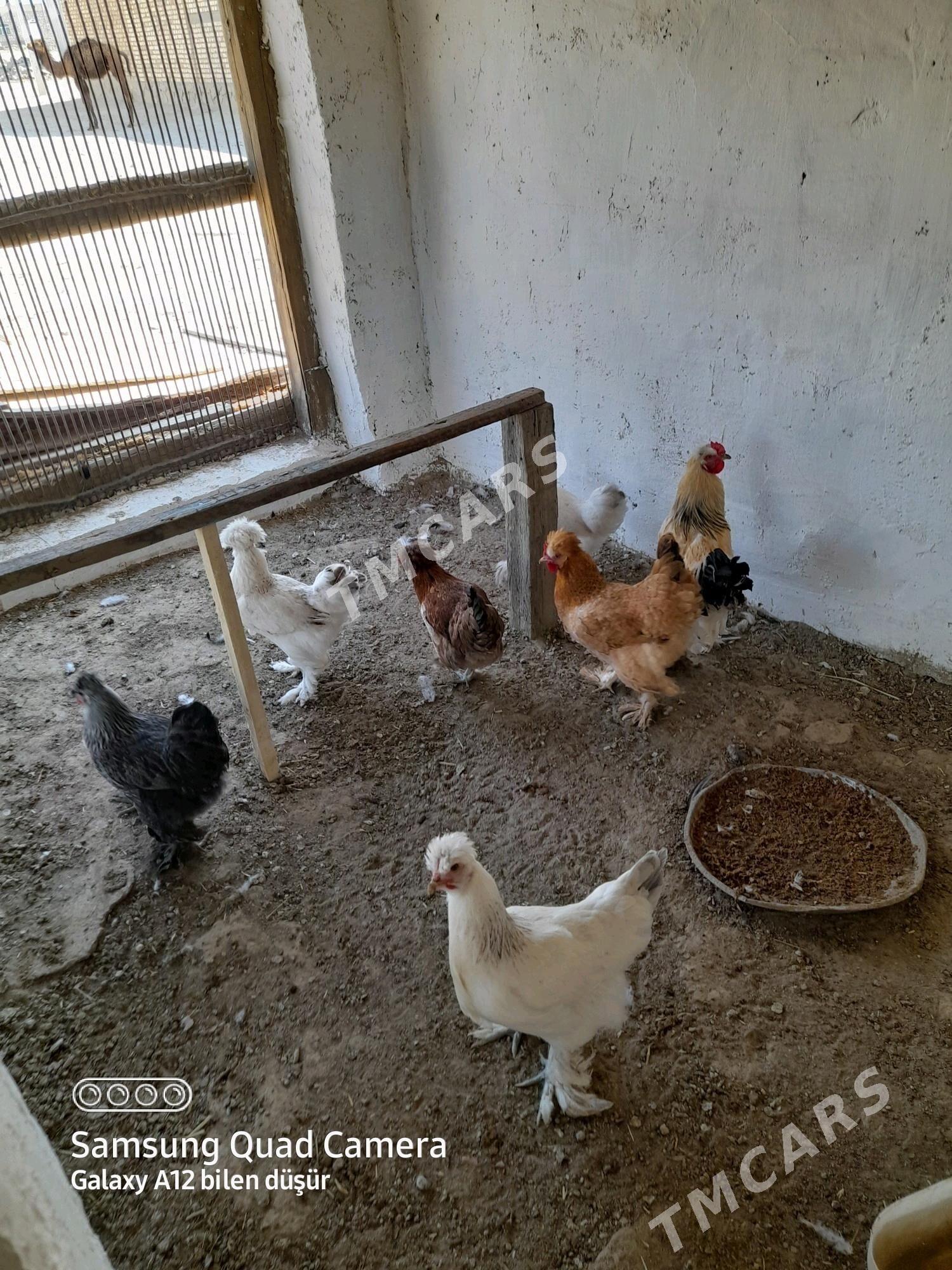 Towuklar - Bereket - img 2