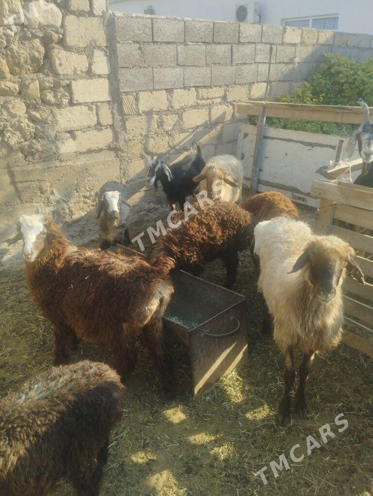 goýun geçi tokly cebiş - Джебел - img 2