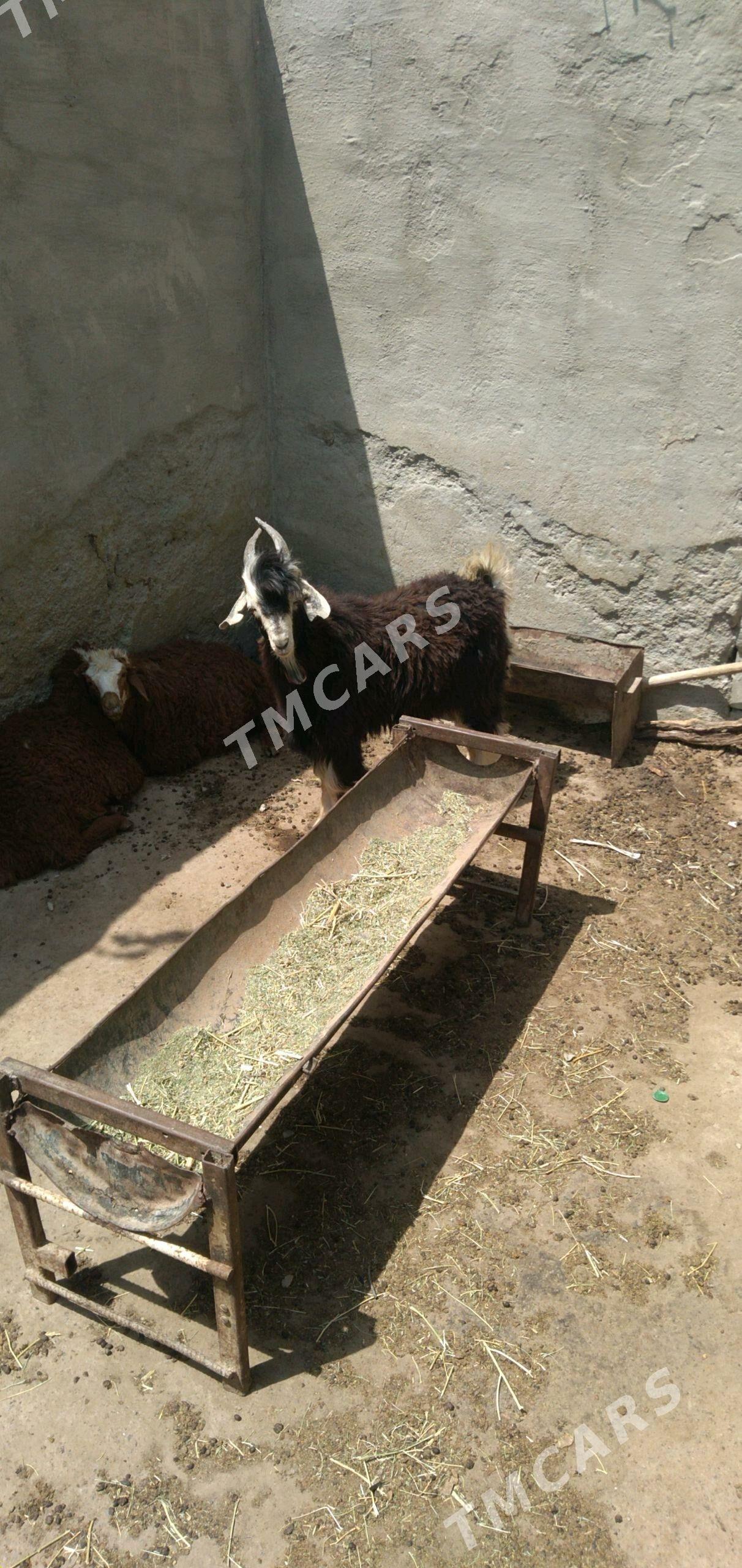 Cewis - Türkmenbaşy - img 3