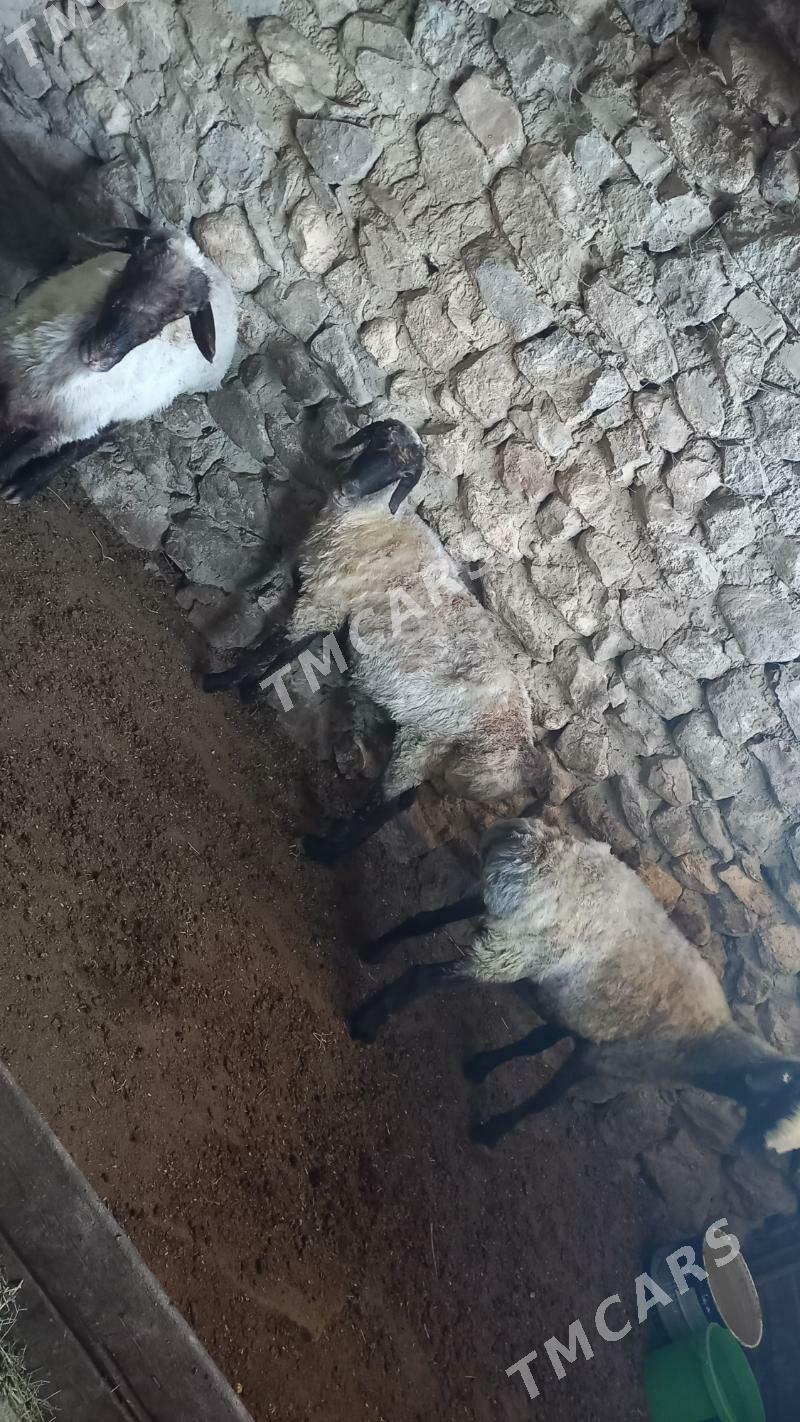 Goyunlar - Gyzylarbat - img 2