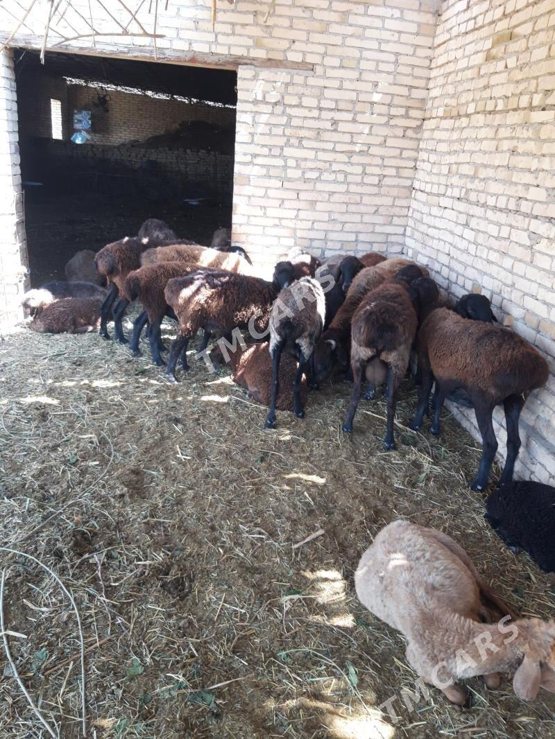 Goçlar 6 sany - Halaç - img 1