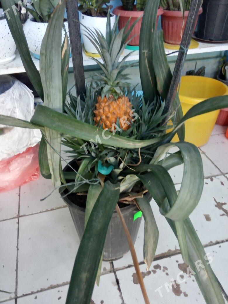 Ananas gül agajy - Дашогуз - img 3