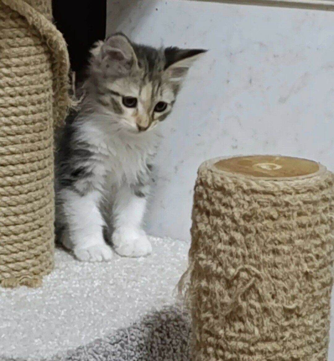 котенок 3 месяца - Ашхабад - img 2
