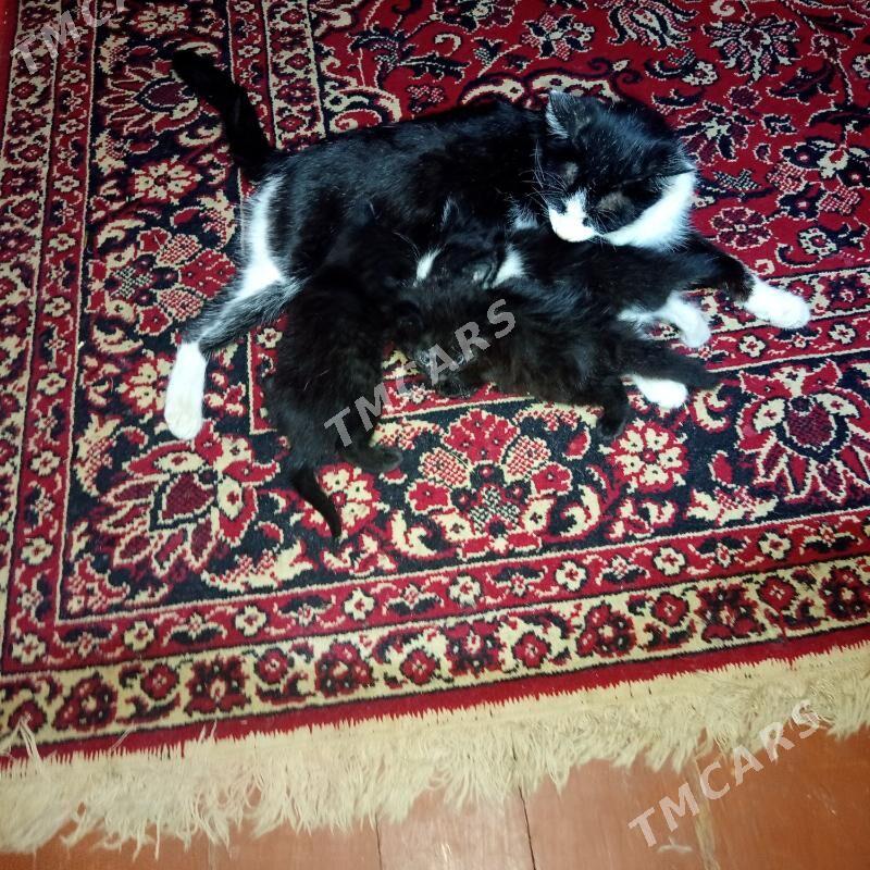 pisik - Daşoguz - img 3