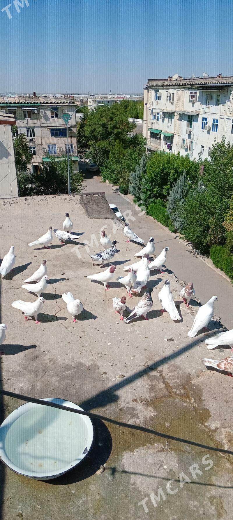 Kepderi Satyan - Ашхабад - img 7