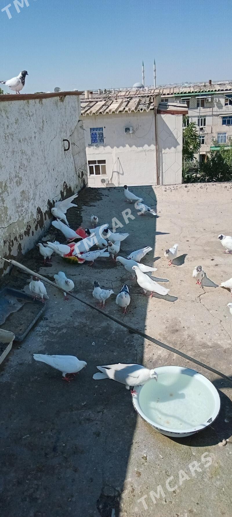 Kepderi Satyan - Ашхабад - img 5