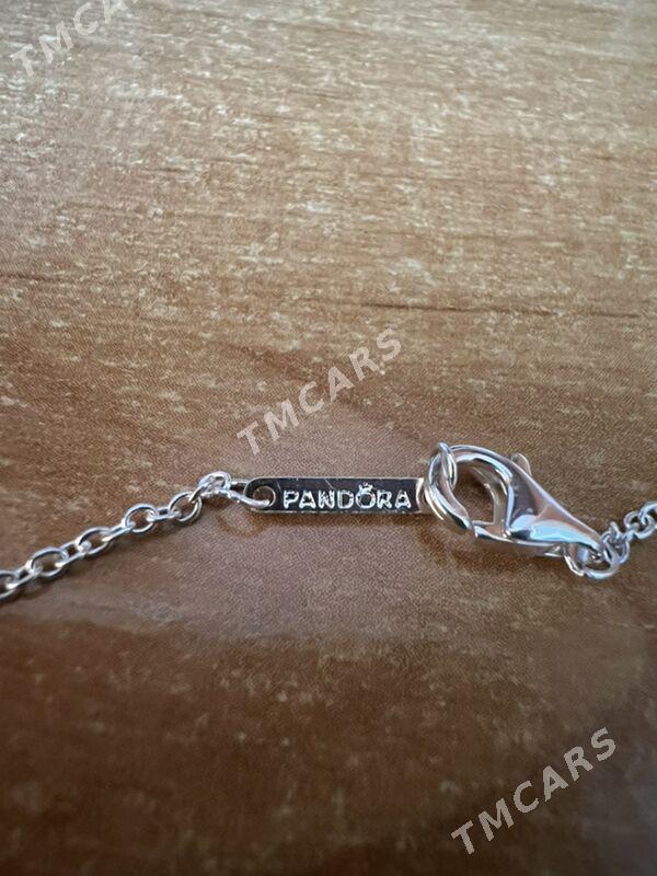 Pandora sepocka - Türkmenbaşy - img 3