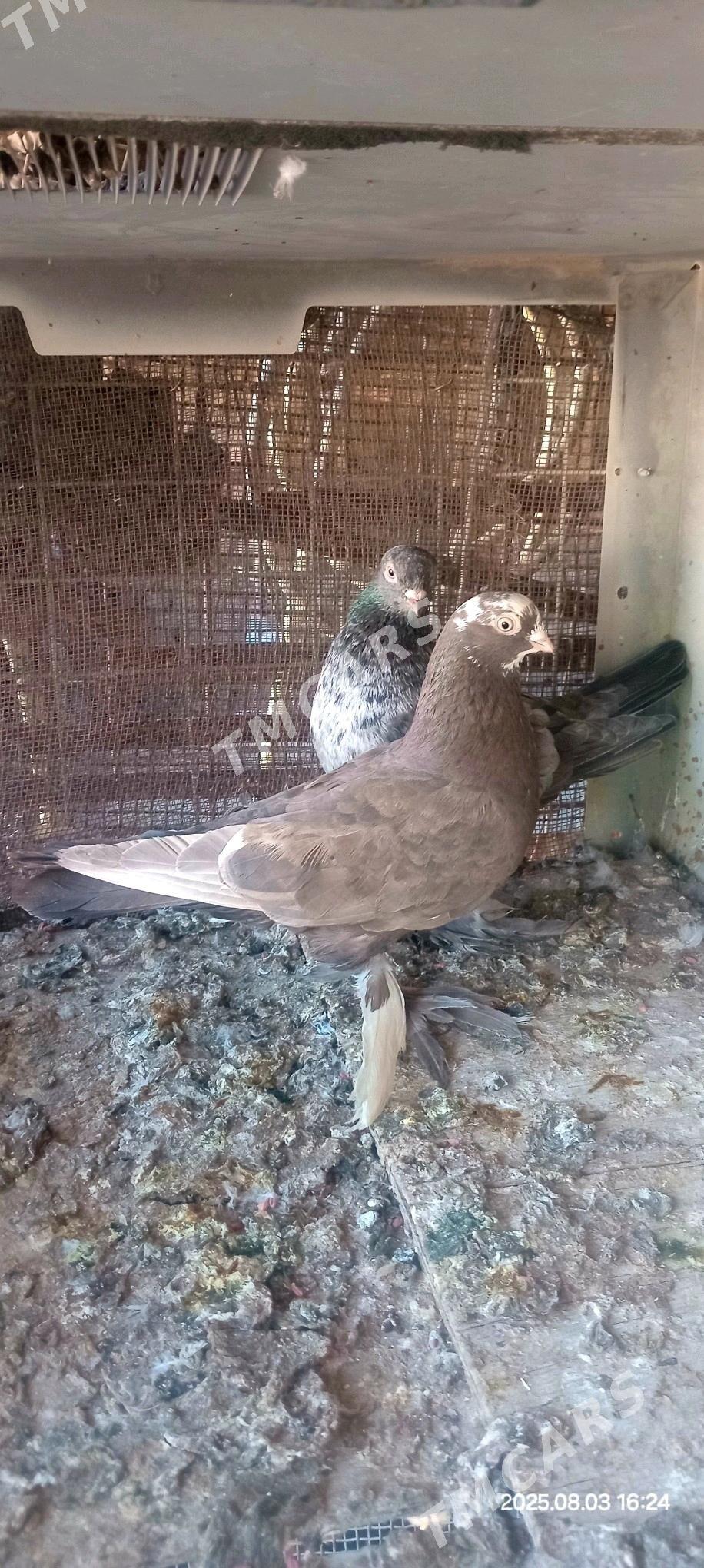 Balakly kepderi - Kaka - img 2