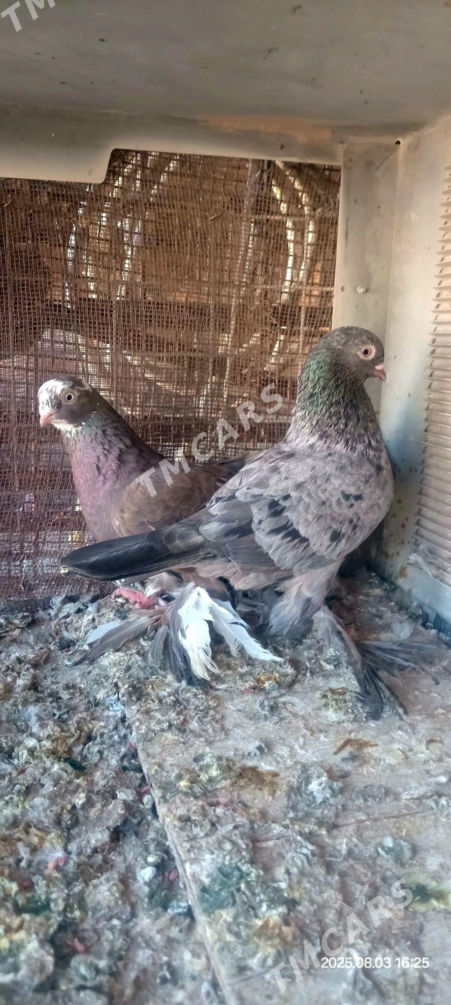 Balakly kepderi - Kaka - img 3
