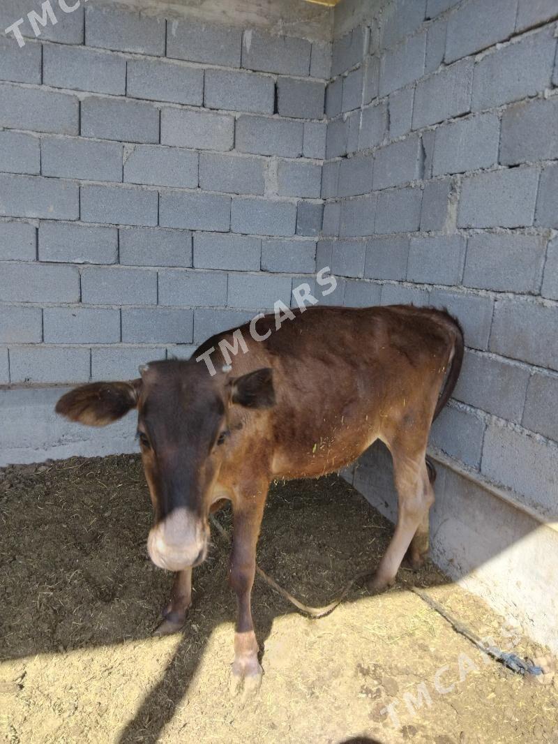 Göle 1 ýaşynda - Gökdepe - img 2