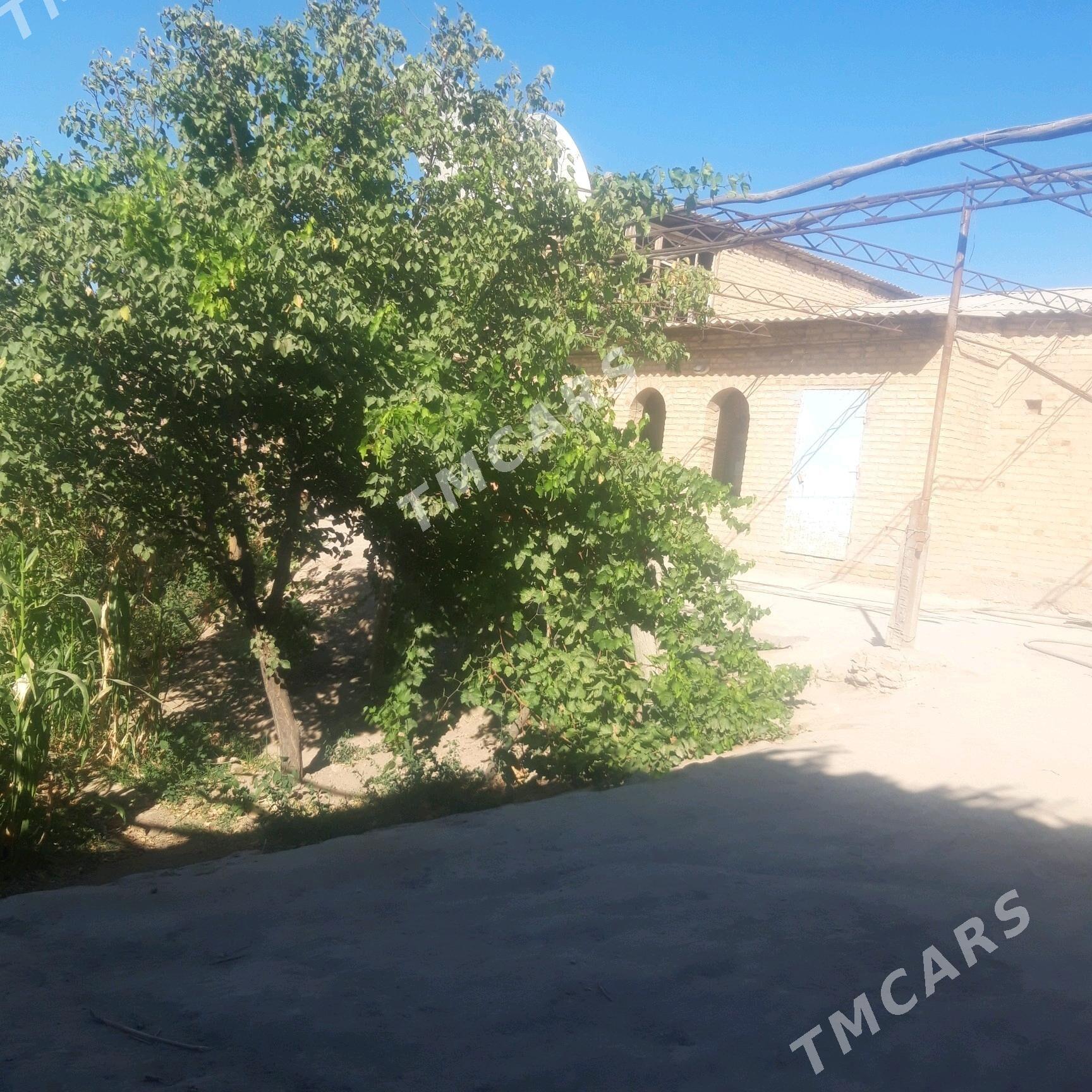 satlyk jaý - Halaç - img 1