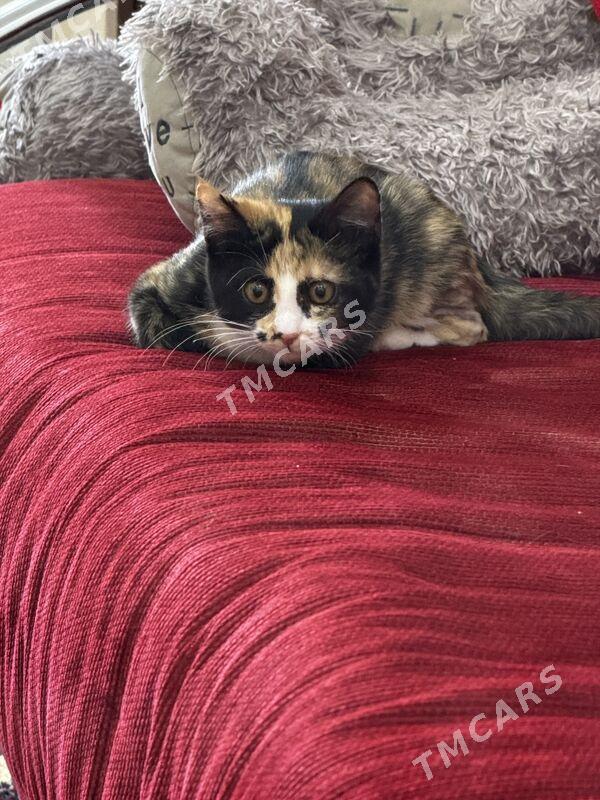Котенок - Ашхабад - img 4