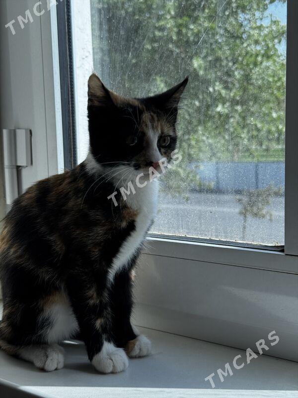 Котенок - Ашхабад - img 2