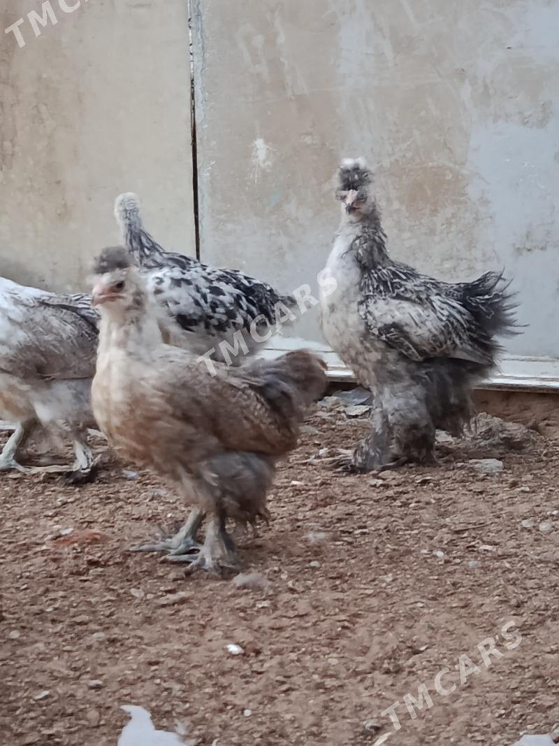 Balgar juyje - Ak bugdaý etraby - img 3