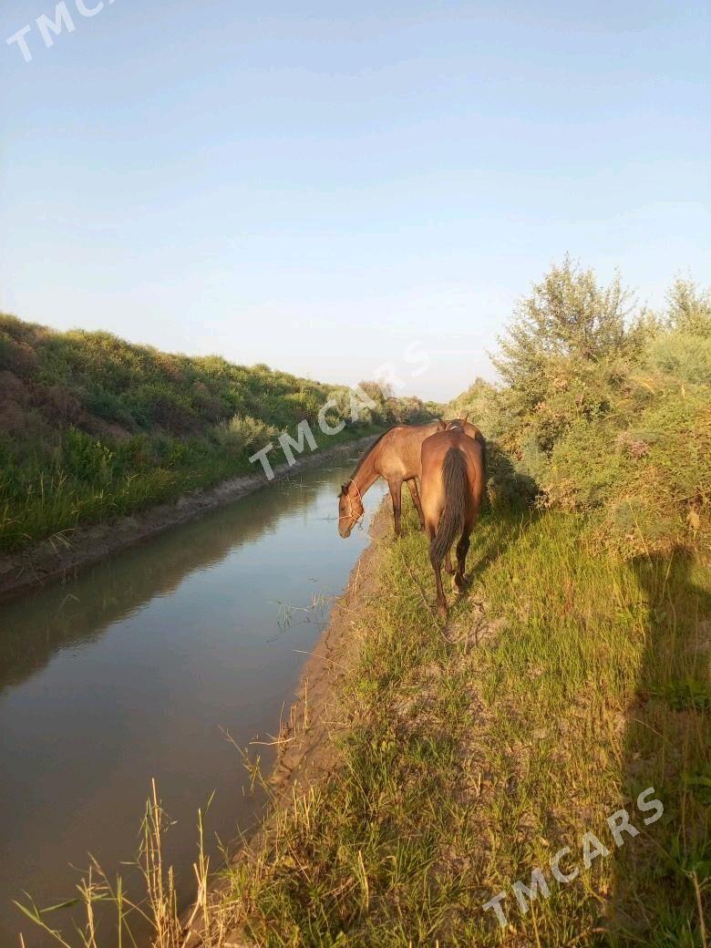at - Köneürgenç - img 2