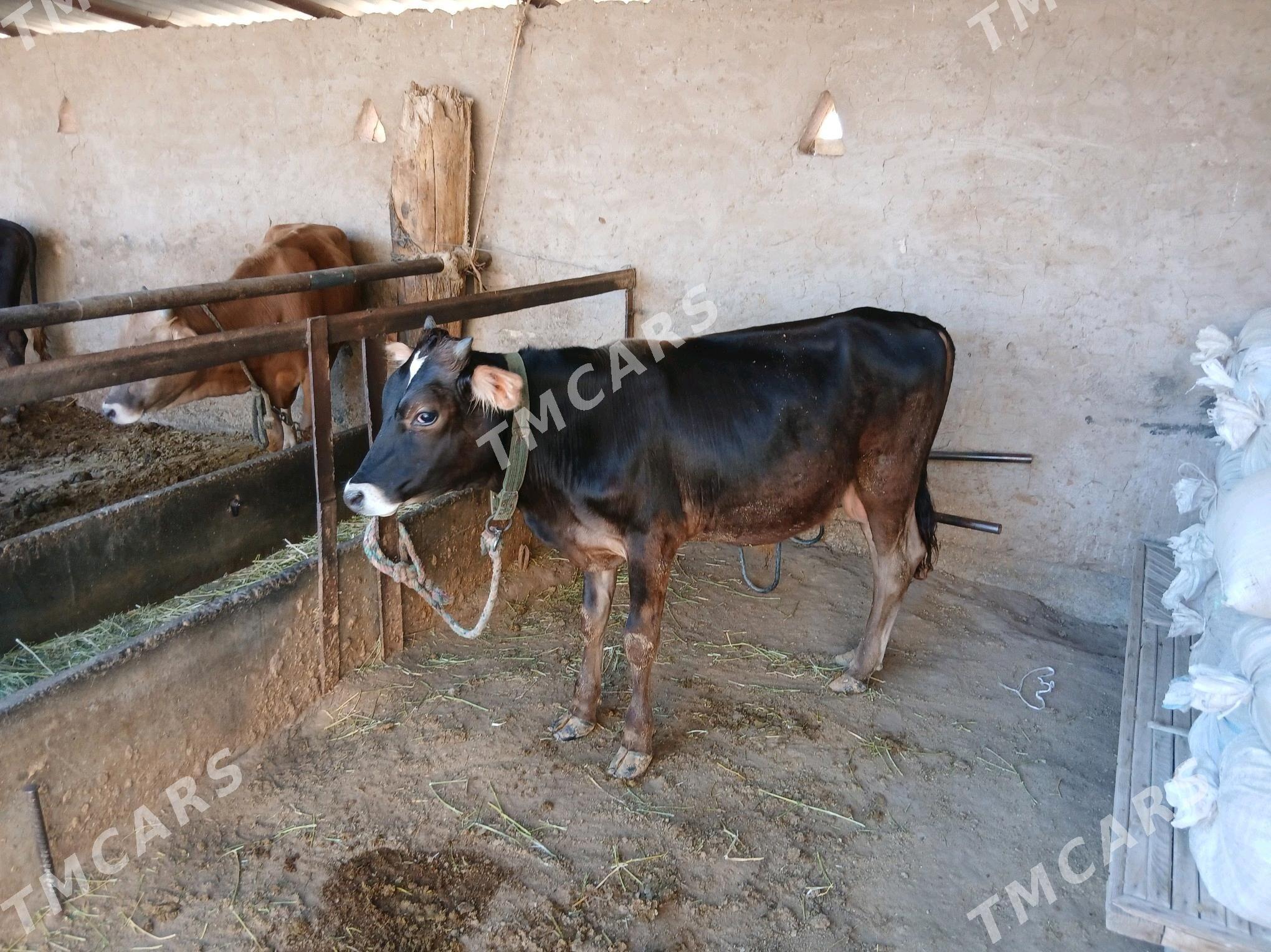 4- sany öküz - Babadaýhan - img 2