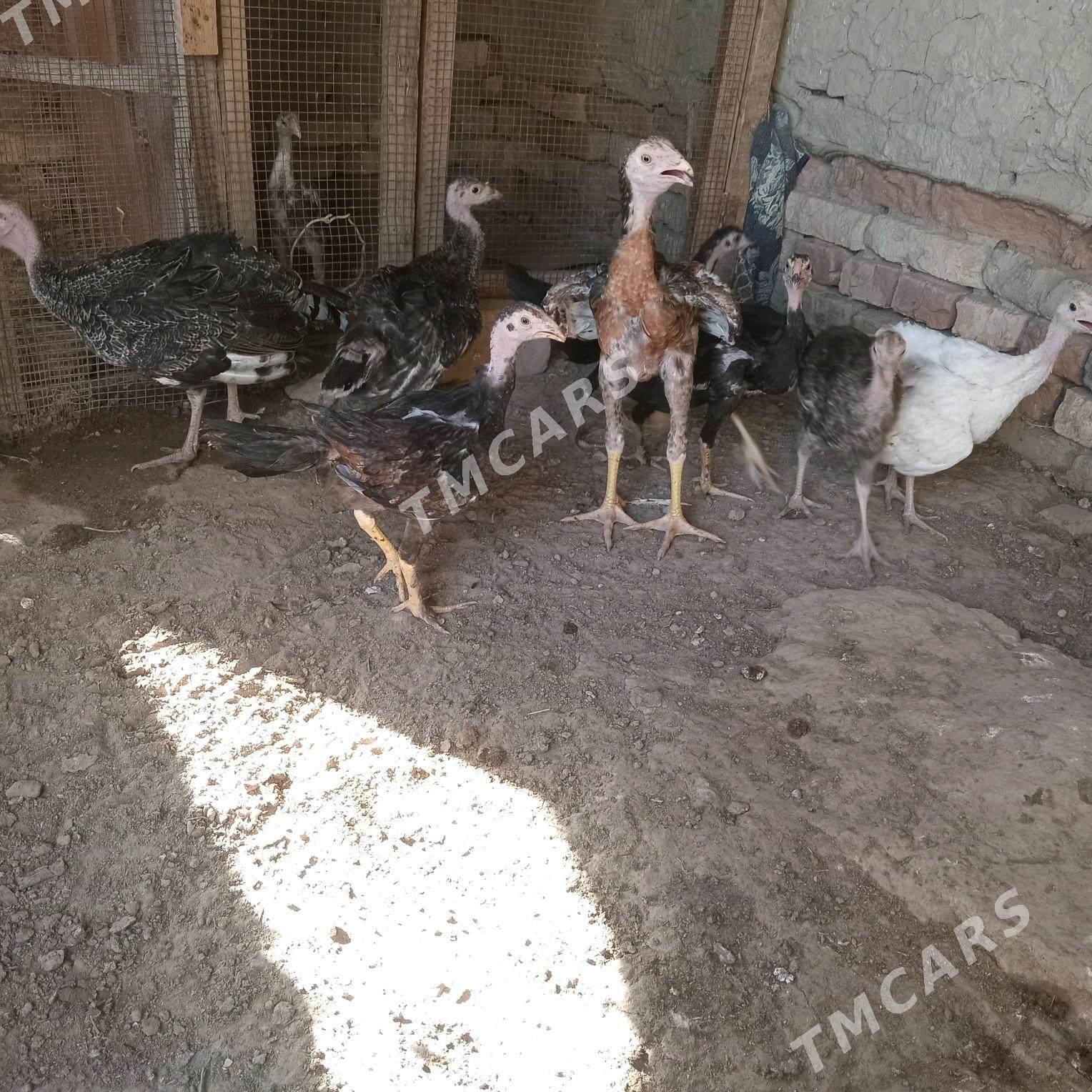 indu baysy juyje - Мары - img 6