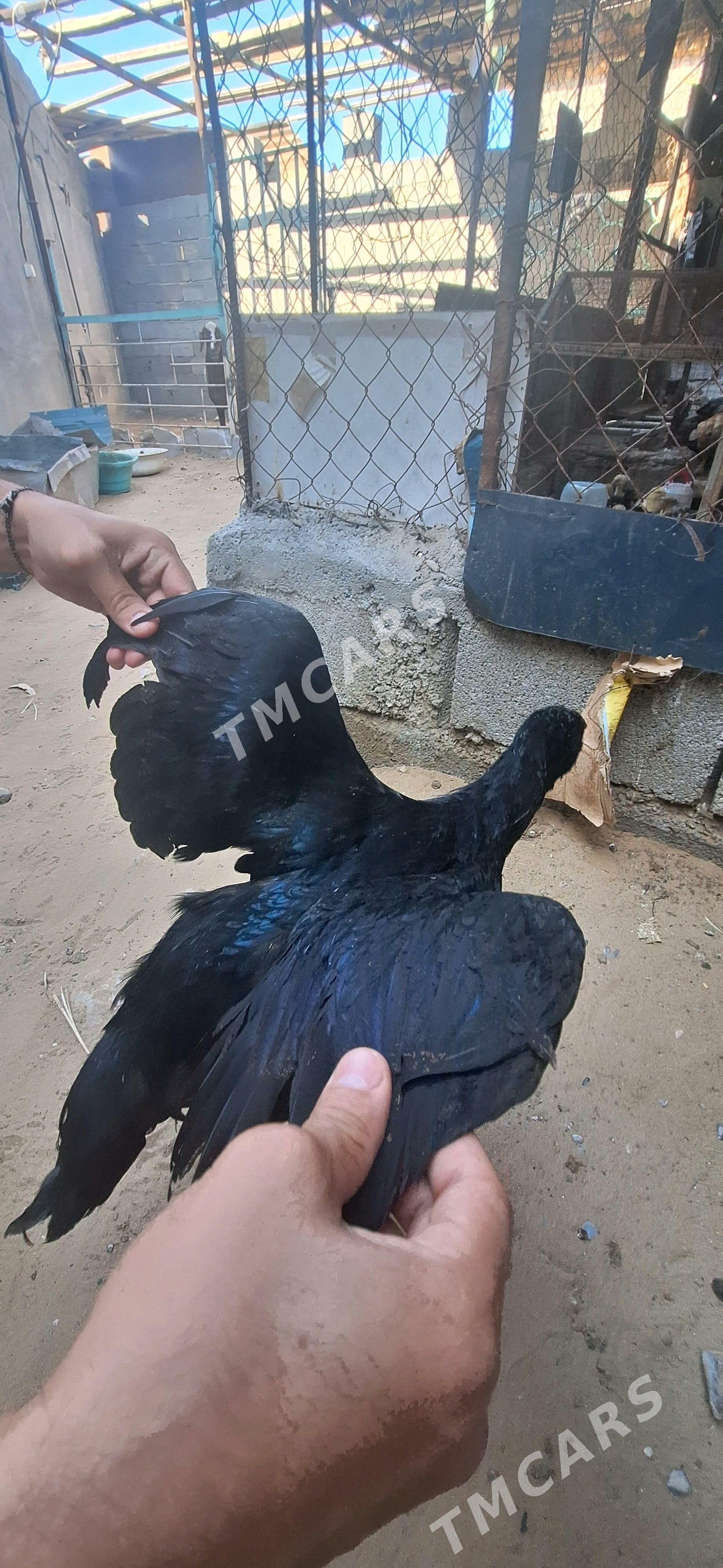Taşkent juyje - Çoganly - img 2