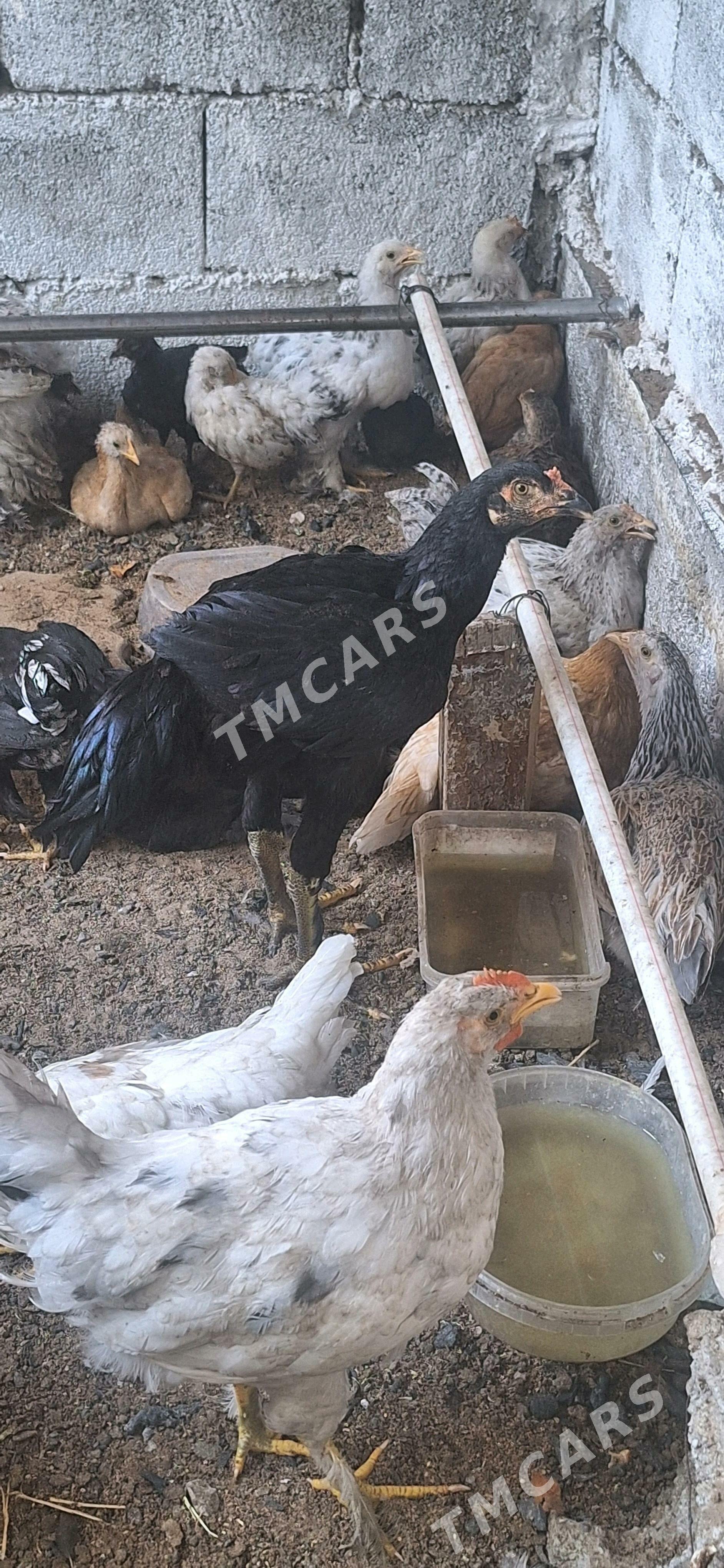 Taşkent juyje - Çoganly - img 4