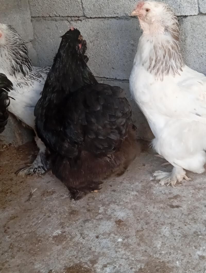 kohihin horaz - Aşgabat - img 6