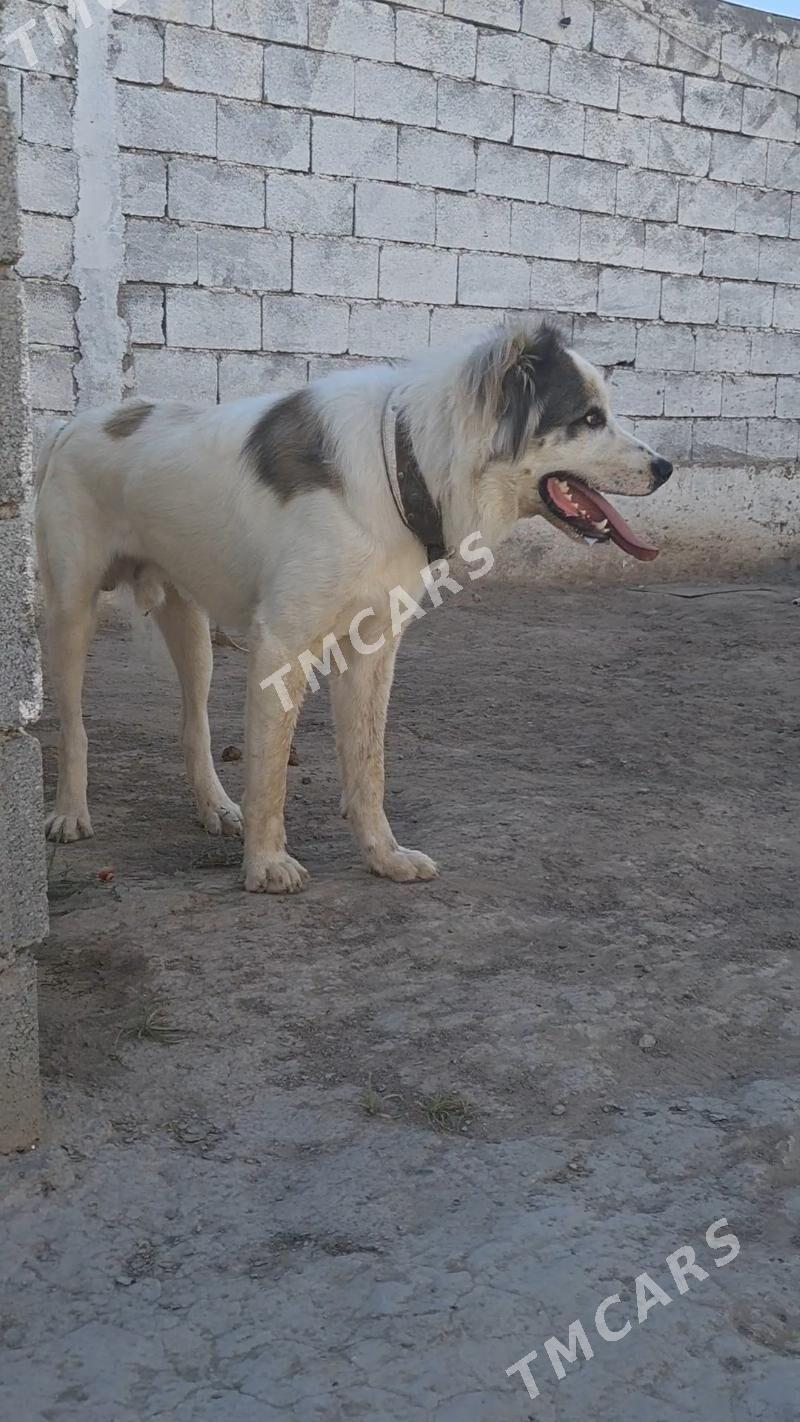 TURKMEN İTİ - Aşgabat - img 3