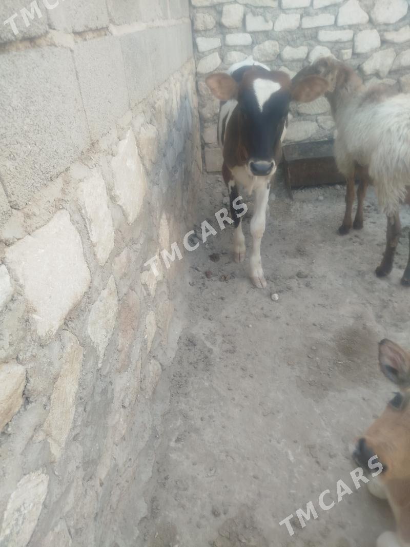 Gole - Bereket - img 2