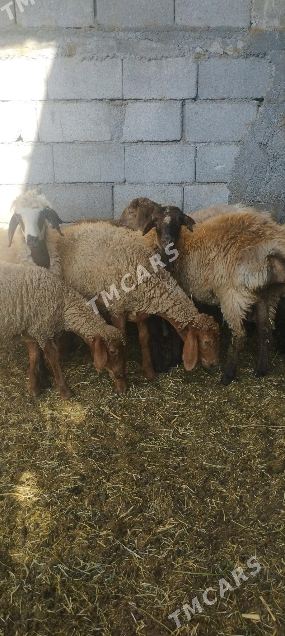 Bakylan işek - Gökdepe - img 2