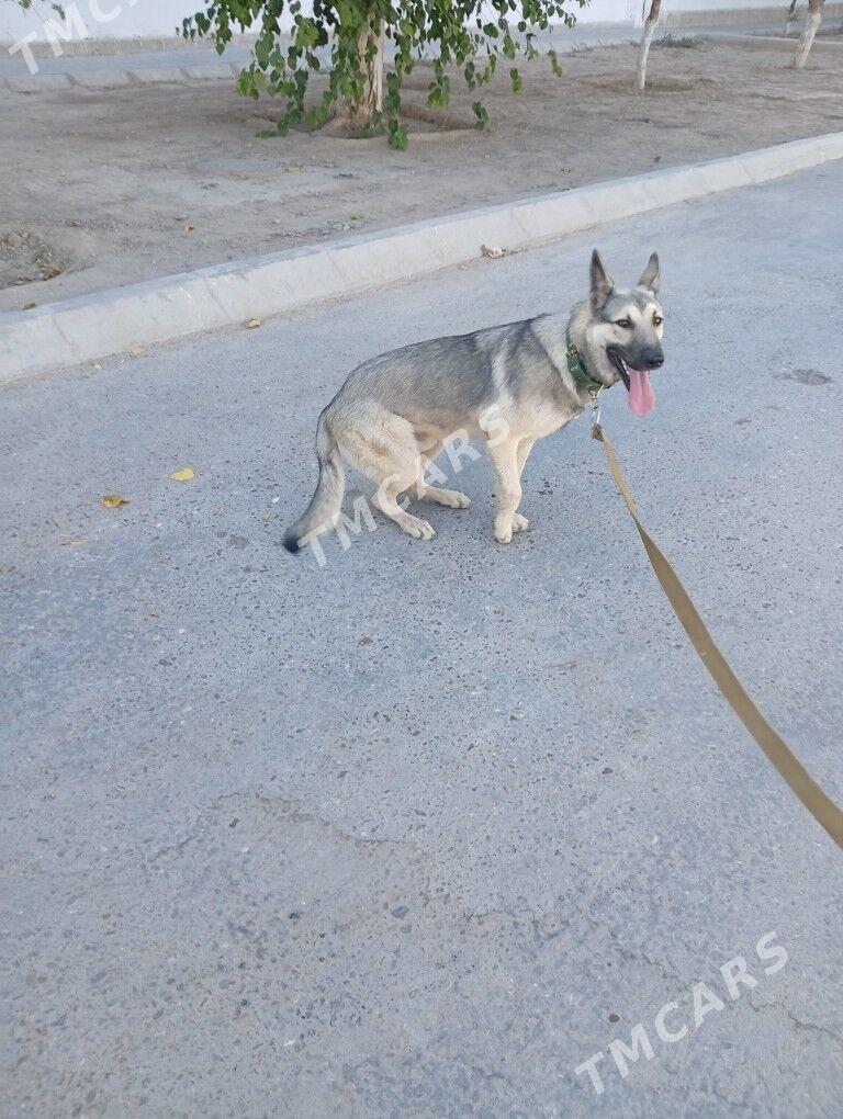 awcalka - Бекреве - img 2