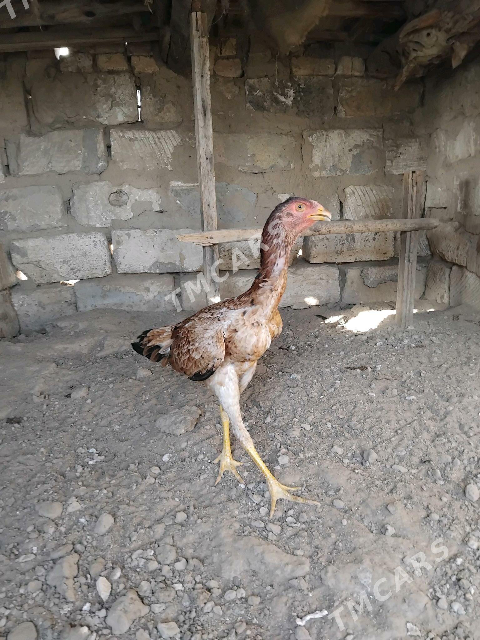 Şamo turk - Сакарчага - img 2