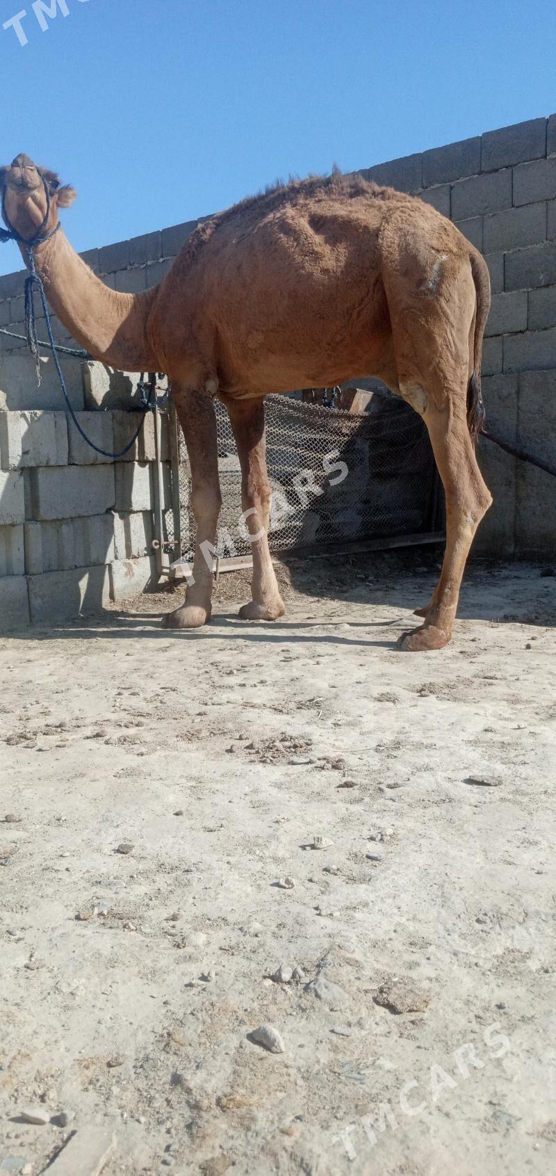 ogşuk 3 yaşar - Gyzylarbat - img 2