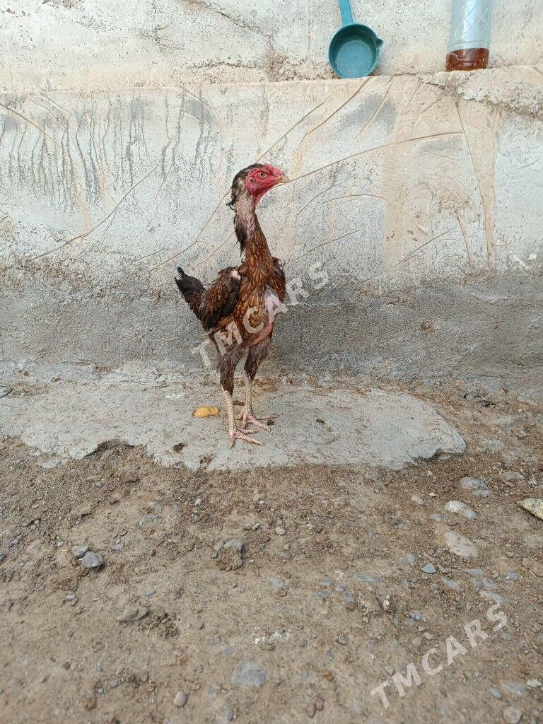 Taşkent maki - Анев - img 3