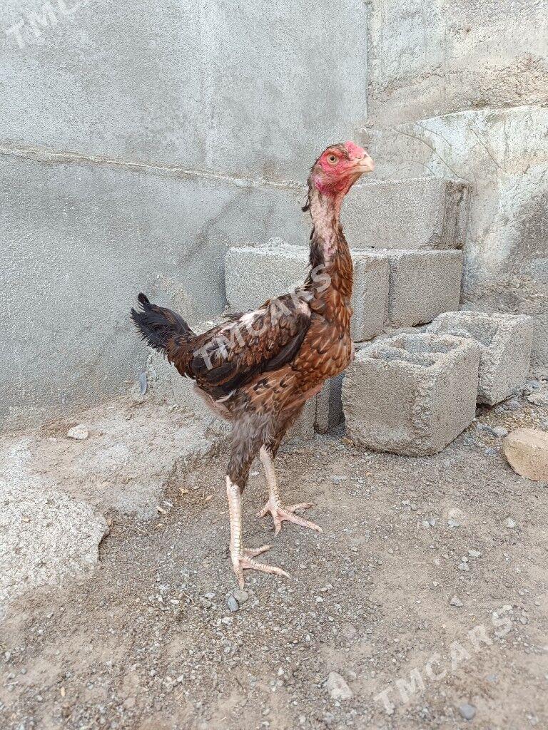 Taşkent maki - Анев - img 4