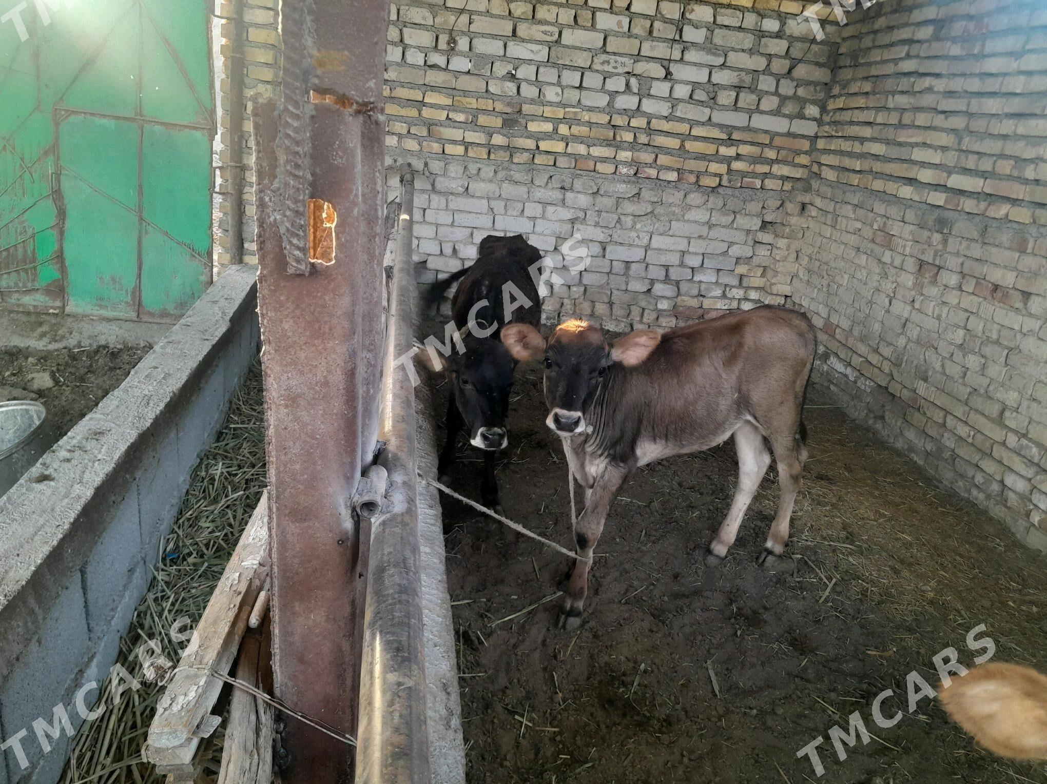 Göleli sygyr - Ýaşlyk - img 2