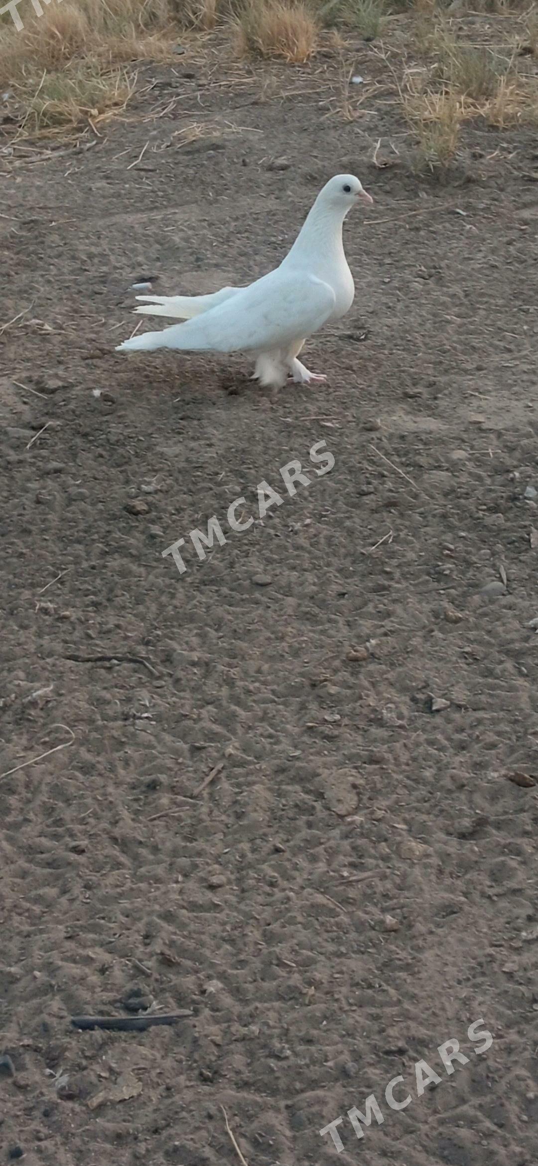 kepderi - Мары - img 3