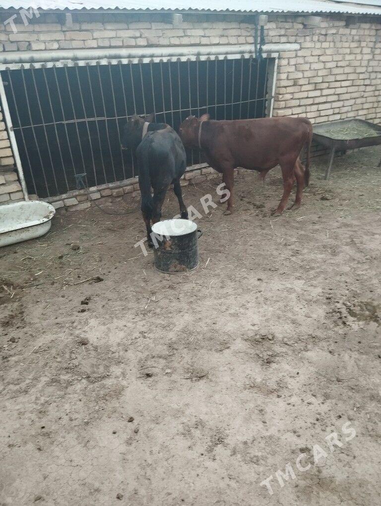 okuzce - Baýramaly - img 2