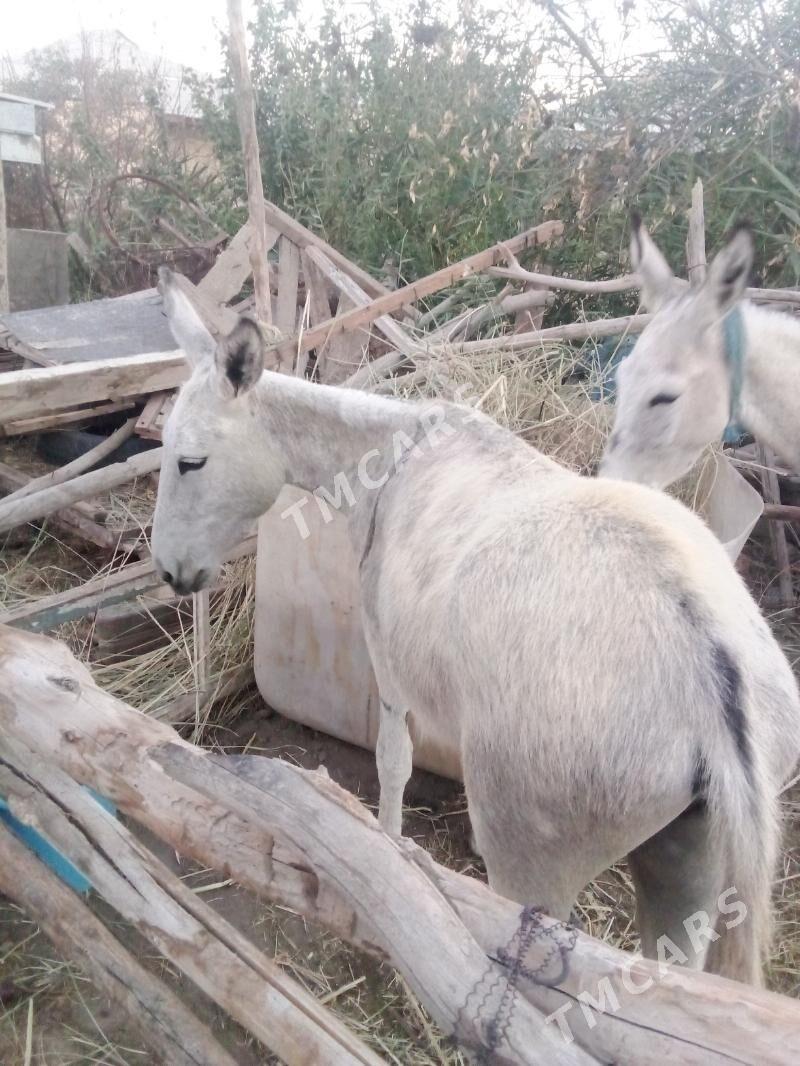 eşek - Мары - img 2