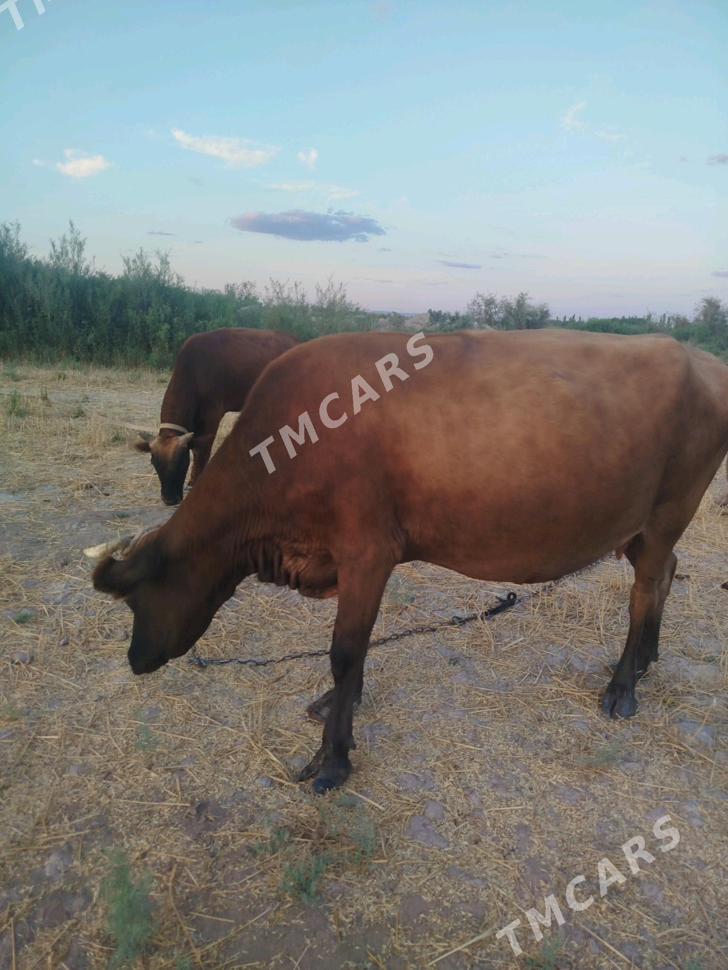 bogaz sygyr - Gubadag - img 2