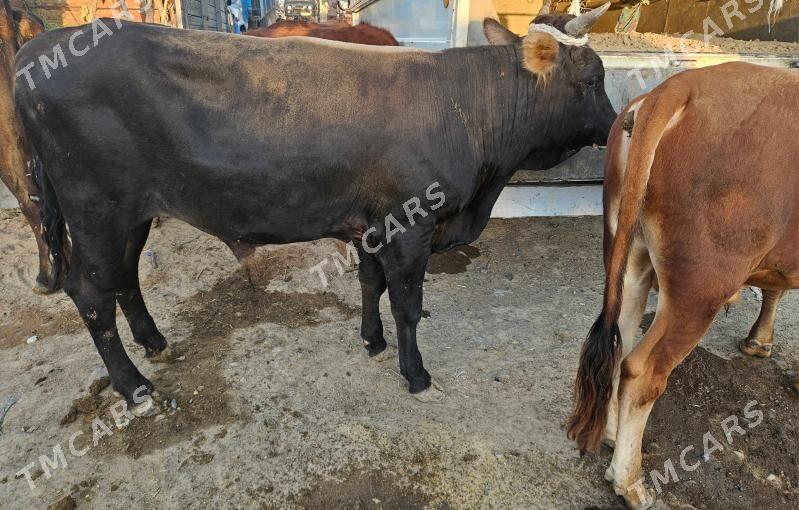 bakylýan Öküz - Köşi - img 3