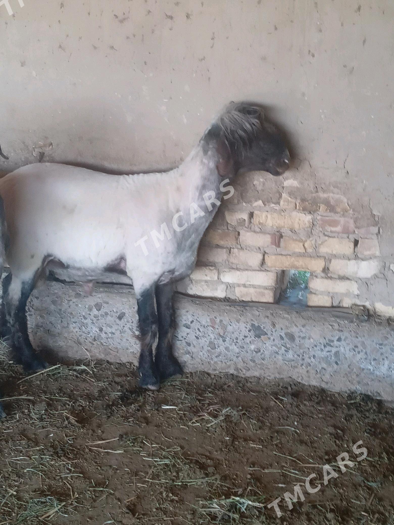 goç tohumlyk.işşek - Sakarçäge - img 1