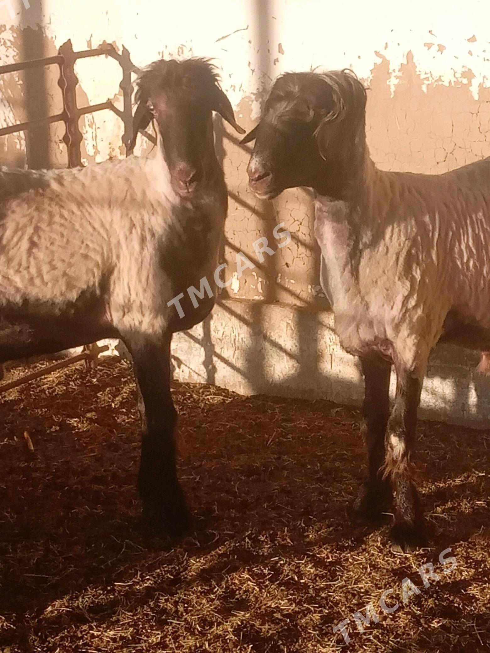 goç tohumlyk.işşek - Sakarçäge - img 2