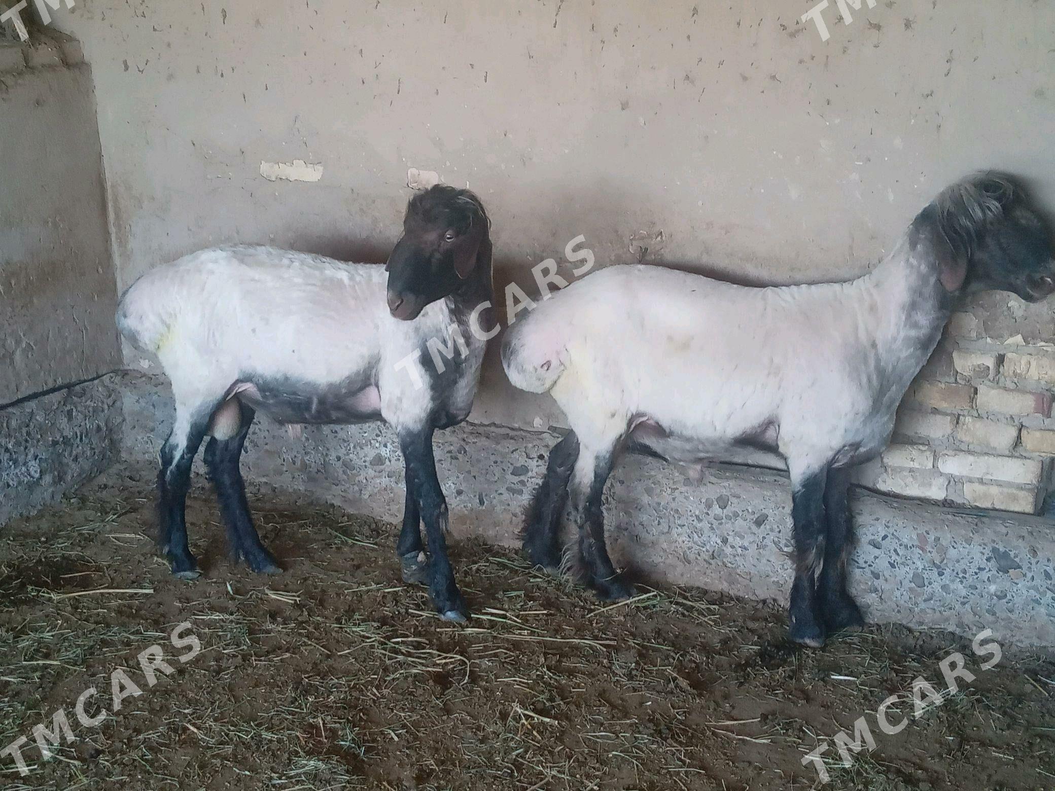 goç tohumlyk.işşek - Sakarçäge - img 3