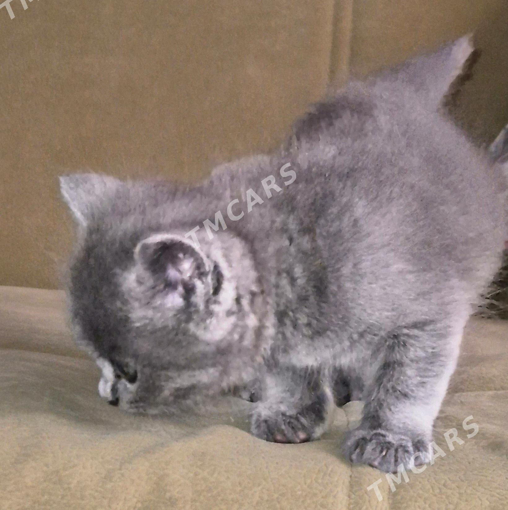 шотландские котята - Türkmenabat - img 2