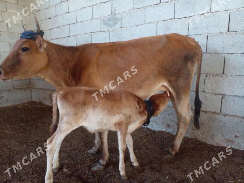 arassa sbes tohum sygyr - Garadamak - img 2