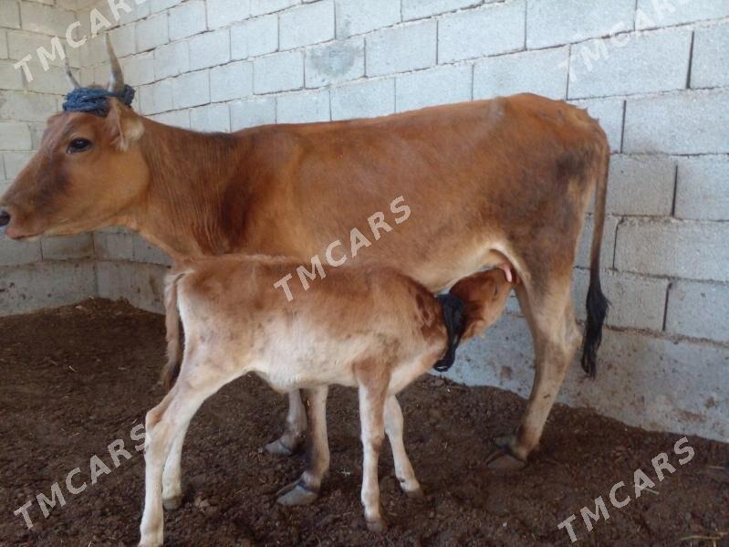 arassa sbes tohum sygyr - Garadamak - img 3
