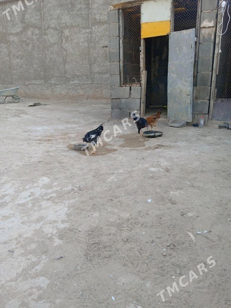 towuk - Türkmenbaşy - img 2