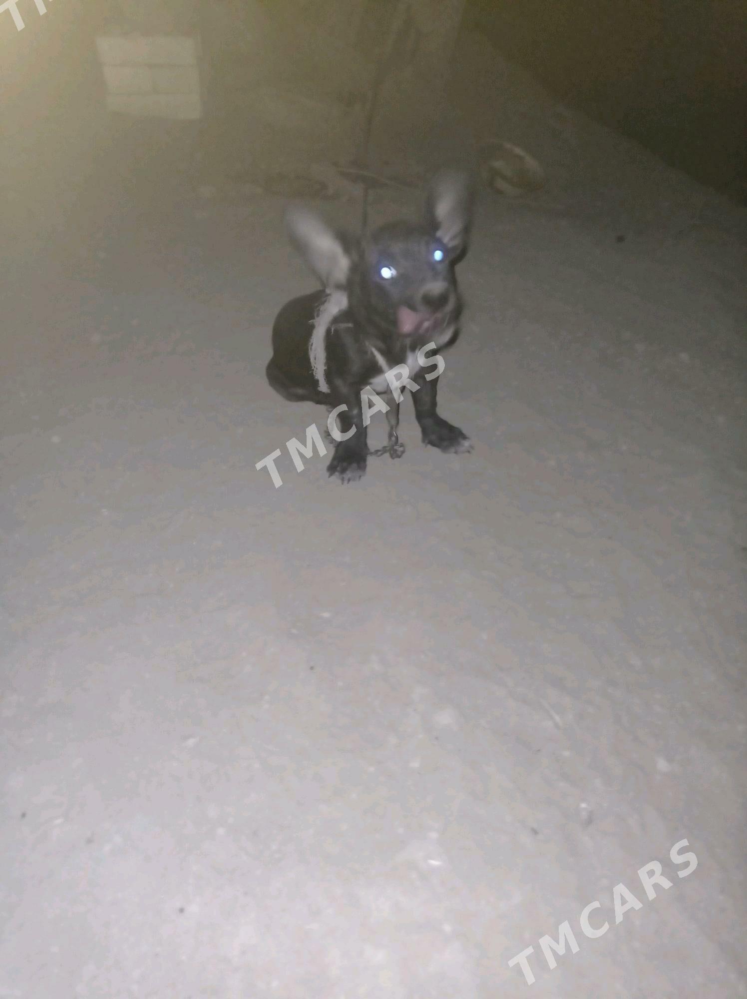 Güjik - Mary - img 2