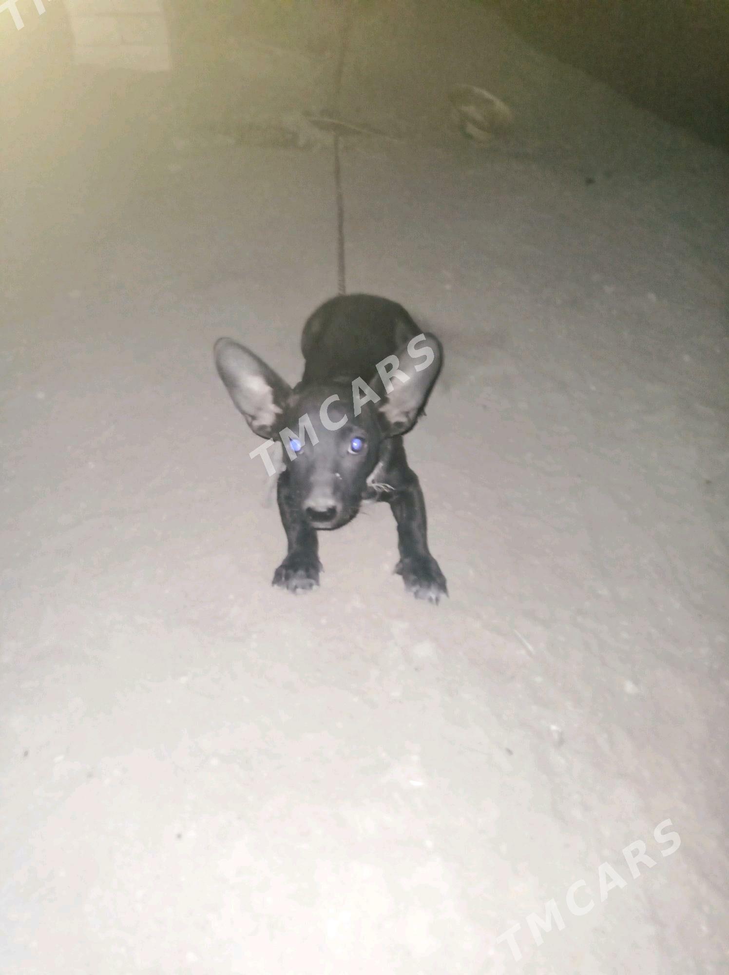 Güjik - Mary - img 3