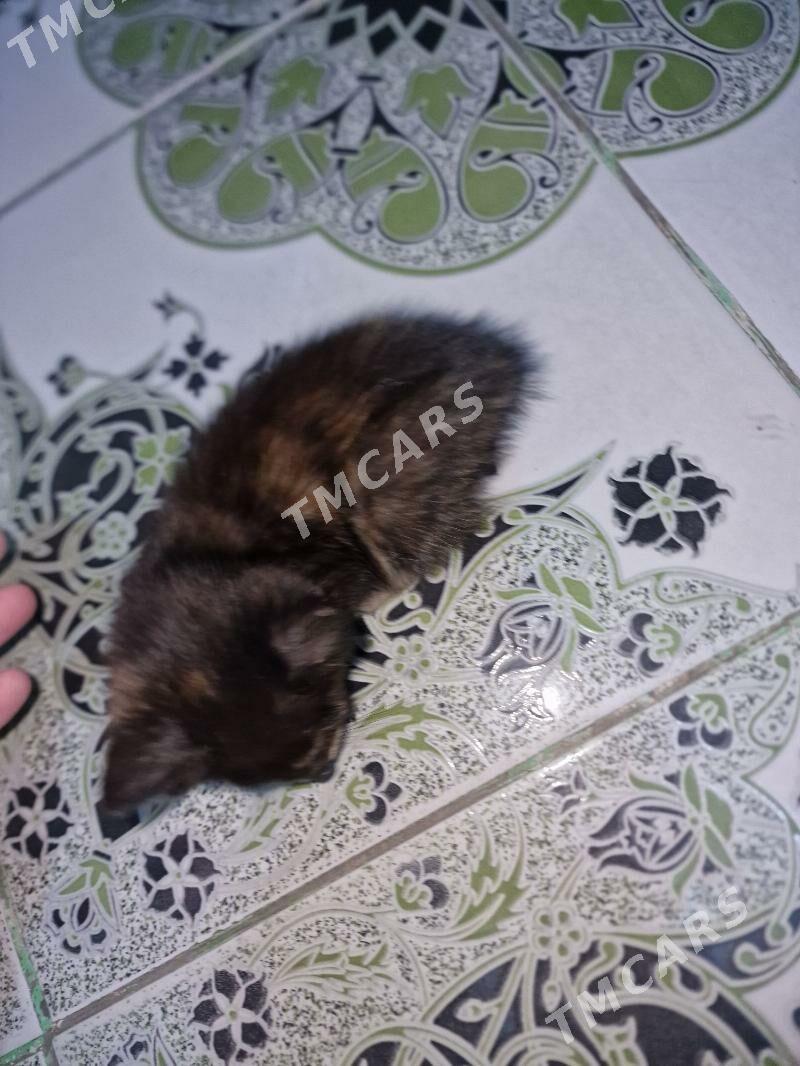 pişik котята тошка - 9 mkr - img 2