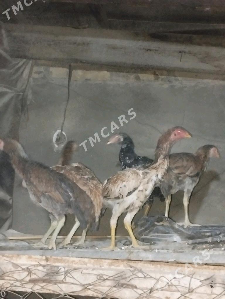bayes - Wekilbazar - img 3